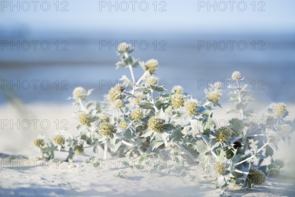 Beach thistle (Eryngium maritimum) in the sand, in the background beach, sea and horizon, Schillig,