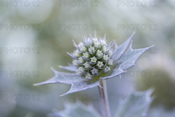 Sea thistle (Eryngium maritimum), close-up of a not yet fully opened flower, Schillig, Lower