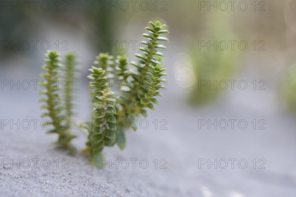 Beach pennywort (Atriplex littoralis), close-up of typical dune vegetation in the sand, green,