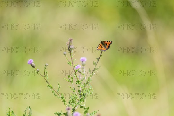 Small tortoiseshell (Aglais urticae) butterfly, on flowering thistle against a soft green