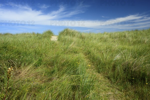 Tall marram grass (Ammophila arenaria) under a blue sky with light clouds, Schillig, Lower Saxony,
