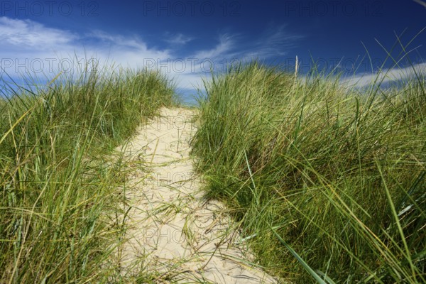 Sandy path with tall marram grass (Ammophila arenaria) under a blue sky with light clouds,