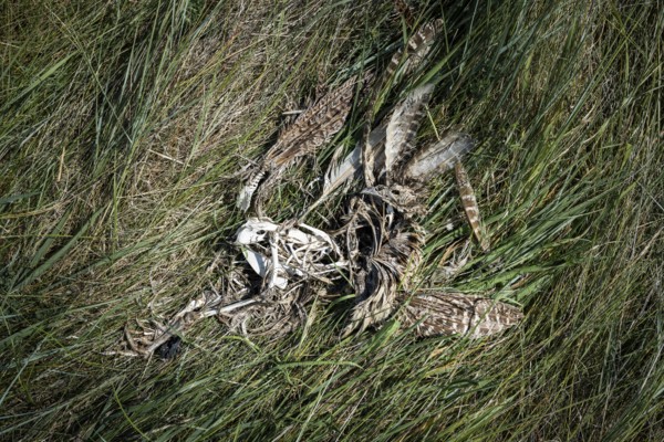 Decomposition remains of a bird (Aves) with bones, feathers and skull, next to remains of a mammal