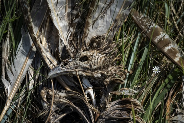 Dead bird (Aves), dried out carcass with skull and remains of feathers lying between dry grass and