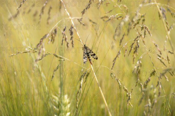 Common scorpionfly (Panorpa communis), close-up sitting between grasses, green background, in the