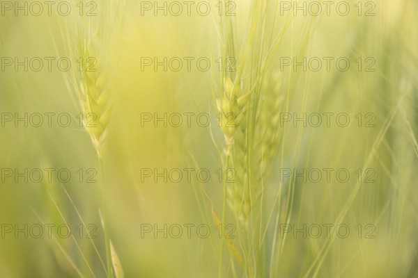 Cereal ears (Poaceae), pastel green, close-up in soft evening light with blurred background,