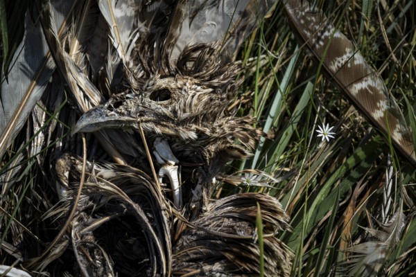 Dead bird (Aves), dried out carcass with skull and remains of feathers lying between dry grass and