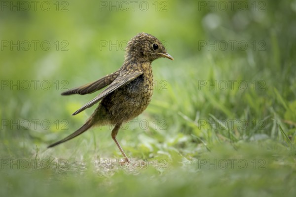 Young robin (Erithacus rubecula), standing in the grass with slightly spread wings, looking