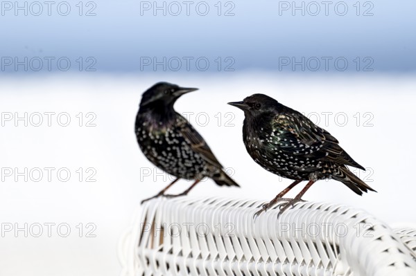 Starling (Sturnus vulgaris), two birds in splendid plumage on the roof of a wicker beach chair,