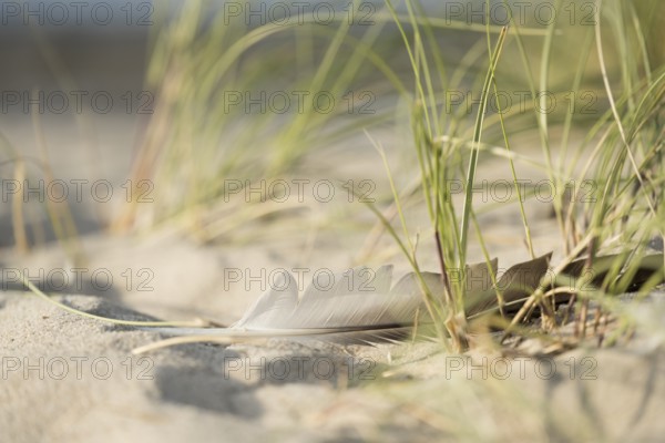 Marram grass (Ammophila arenaria) with a single feather in the sand, close-up in the dunes with the