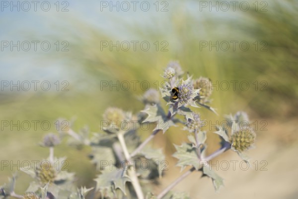Stone bumblebee (Bombus lapidarius), close-up on the flowers of the sea thistle (Eryngium