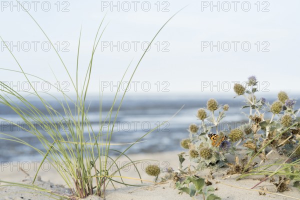 Dune vegetation with marram grass (Ammophila arenaria) and sea thistle (Eryngium maritimum), with