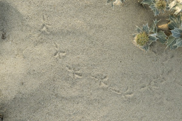 Bird tracks in the sand next to a few flowers of the sea thistle (Eryngium maritimum) in the dune