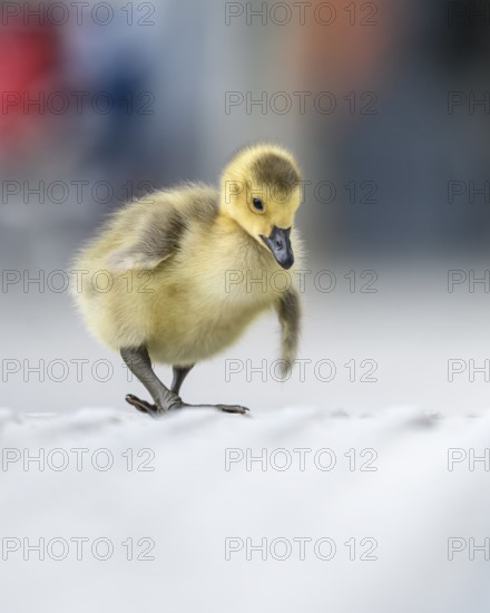 Canada goose chicks (Branta canadensis), close-up while walking along a concrete path with blurred