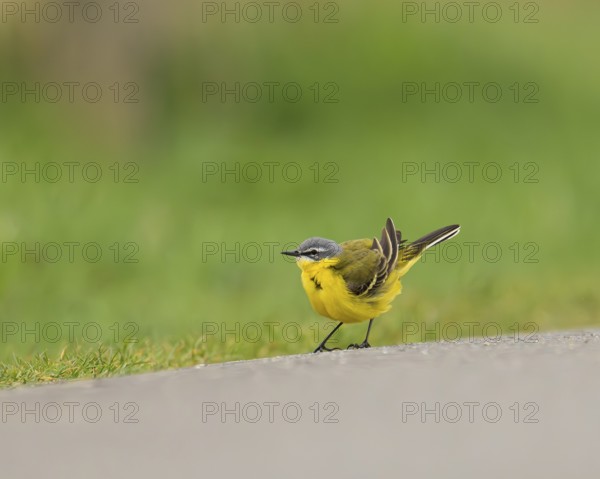 Yellow wagtail (Motacilla flava), standing on a road with a bright green background, Hüde, Lower