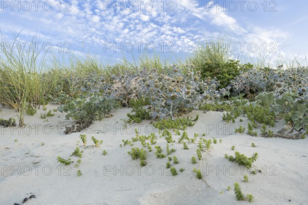Sea thistle (Eryngium maritimum) in the dunes, wide-angle photograph with extensive stands of