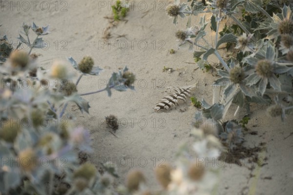 Sea thistle (Eryngium maritimum) with a single black and white striped feather in the sand,