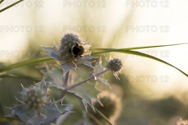 Bumblebee (Bombus spec.) on a sea thistle (Eryngium maritimum) in backlight, dune landscape in the
