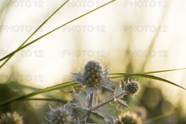 Beach thistle (Eryngium maritimum) with spiny leaves and inflorescences in close-up, in warm