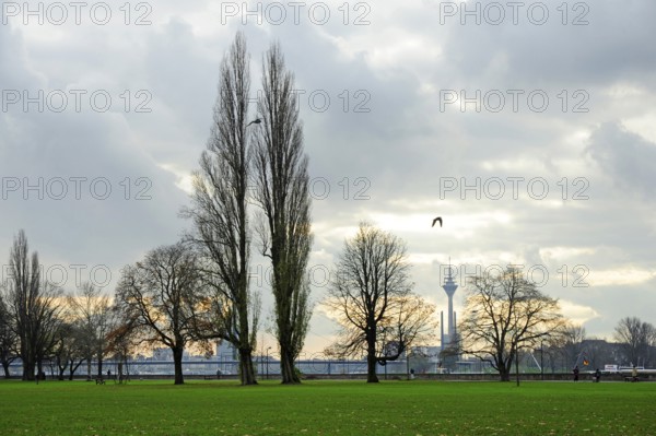 Autumn, trees in the Rhine Park, Pempelfort district, Düsseldorf, Rhineland, North