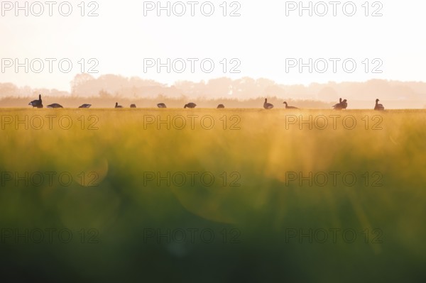 Wild geese (Anser), standing in a row in a field in warm sunset light with blurred green
