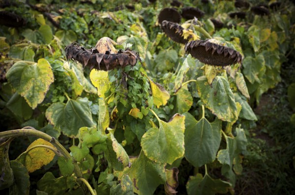 Sunflower field, dried up, empty blossoms of a sunflower (Helianthus annuus), symbolic image