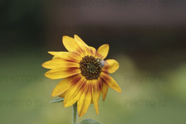 Sunflower (Helianthus annuus), Field bumblebee (Bombus pascuorum), Blossom, Nectar, Garden, Autumn,