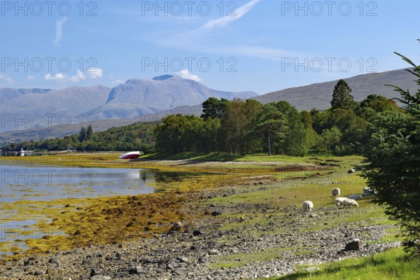Sheep grazing on a shore with picturesque mountain scenery in the background, view of Ben Nevis,