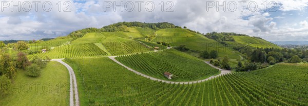Sunny vineyards with green hills and winding paths, Winterhalde area, Korber Kopf, near the