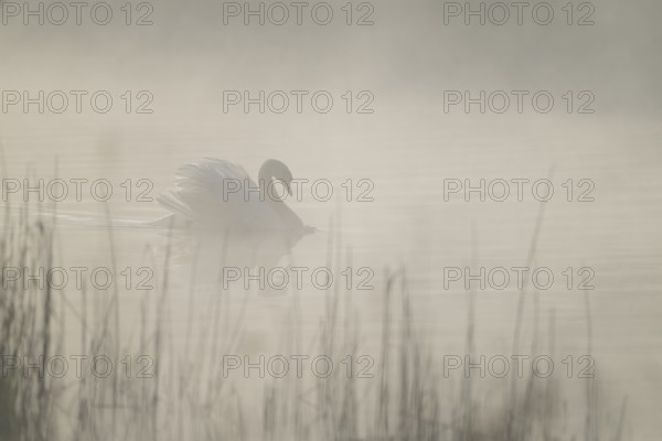 Mute swan (Cygnus olor) swimming in an imposing posture on a lake, foggy swathes, Lower Saxony,