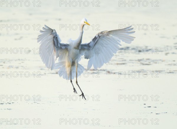 Great White Egret (Ardea alba) with outstretched wings approaching the shallow water zone in a