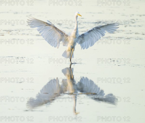 Great White Egret (Ardea alba) with outstretched wings approaching the shallow water zone in a