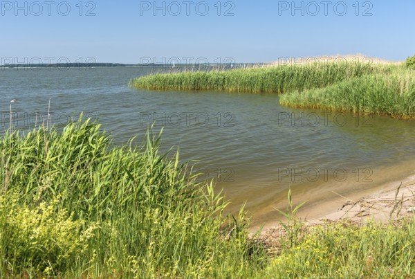 Shore zone overgrown with reed grass on the Achterwasser, nature reserve Südspitze Gnitz, Usedom