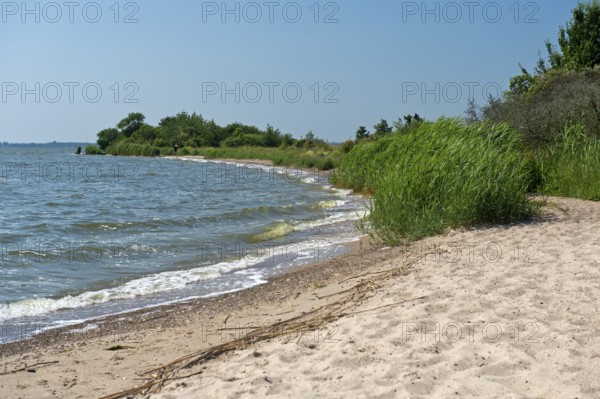 Shore zone with sandy beach on the Achterwasser, nature reserve Südspitze Gnitz, Usedom Island,