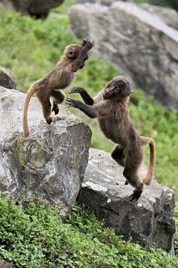Djelada or blood-breasted baboon (Theropithecus gelada), old animal with young playing on rock,
