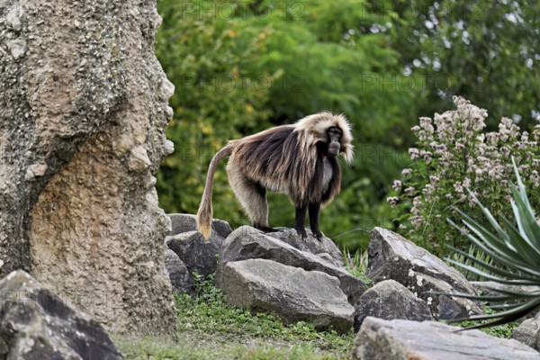 Djelada or blood-breasted baboon (Theropithecus gelada), male, standing on rock, captive,