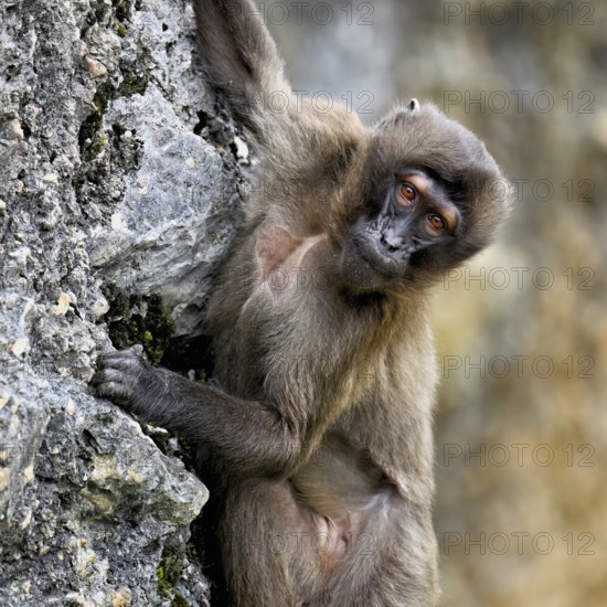 Djelada or blood-breasted baboon (Theropithecus gelada), old animal climbing on rock, captive,