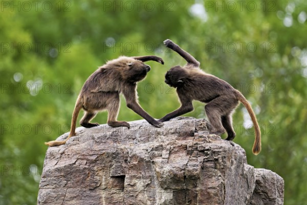 Two djeladas or blood-breasted baboons (Theropithecus gelada), in a playful fight on rock, captive,