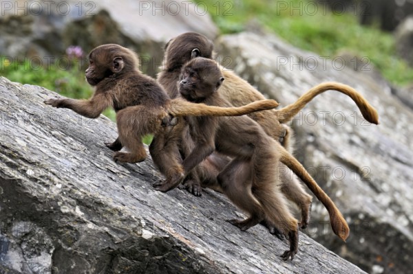 Djelada or blood-breasted baboon (Theropithecus gelada), young animals climbing up a rock, captive,
