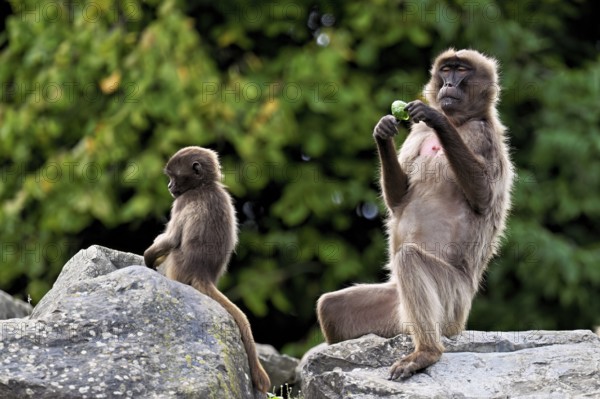 Djelada or blood-breasted baboon (Theropithecus gelada), old animal with young sitting on a rock,