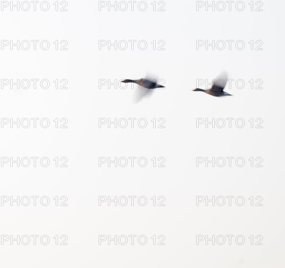 Greylag goose (Anser anser), two greylag geese in flight, motion blur, long exposure, dragging,