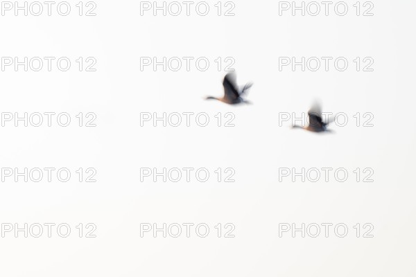 Greylag goose (Anser anser), two greylag geese in flight, motion blur, long exposure, dragging,