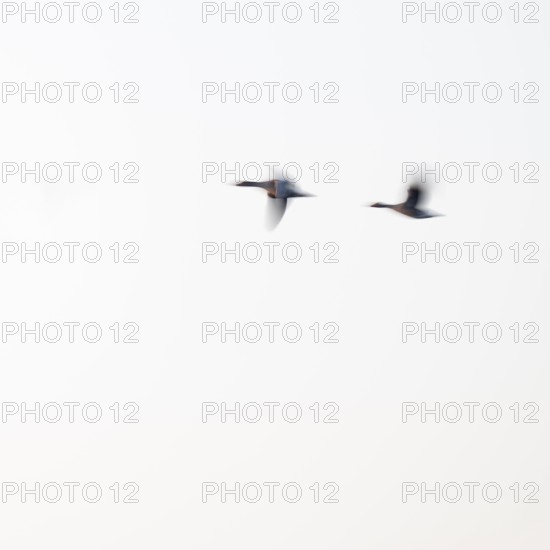 Greylag goose (Anser anser), two greylag geese in flight, motion blur, long exposure, dragging,
