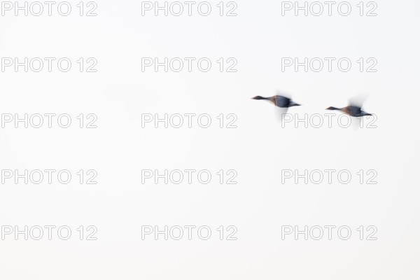 Greylag goose (Anser anser), two greylag geese in flight, motion blur, long exposure, dragging,