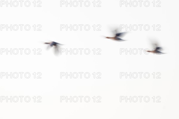 Greylag goose (Anser anser), three greylag geese in flight, motion blur, long exposure, dragging,