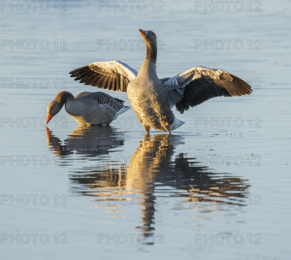 Greylag goose (Anser anser) two greylag geese standing in the shallows of a wetland, one goose