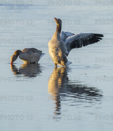 Greylag goose (Anser anser) two greylag geese standing in the shallows of a wetland, one goose