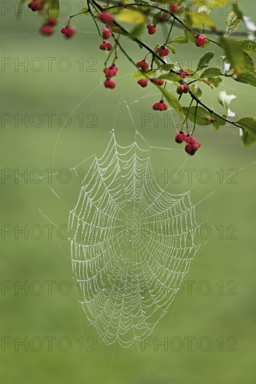 Spider web with morning dew on the fruit of the Common spindle bush (Euonymus europaeus), also