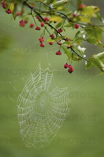 Spider web with morning dew on the fruit of the Common spindle bush (Euonymus europaeus), also