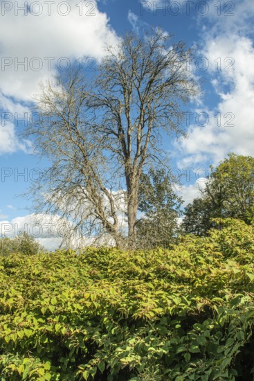 Dead tree among Japanese Knotweed (Fallopia Japonica), an invasive piece in a forest clearing in